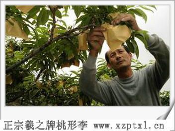 中国桃形李之乡——嵊州羲之牌桃形李的营养