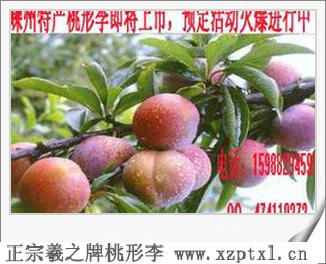 桃形李种植要求6