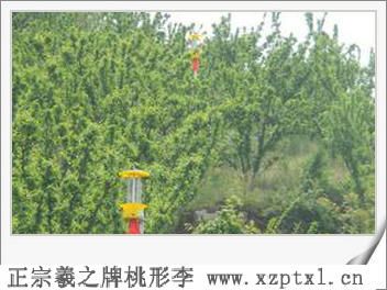 李子——中号桃形李品尝