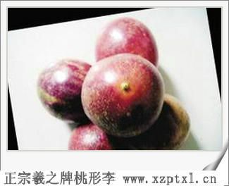 嵊州金庭镇特产——嵊州羲之桃形李