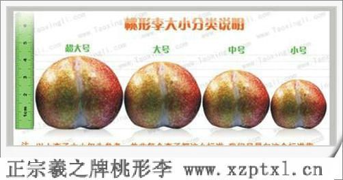 嵊州金庭镇特产——嵊州羲之桃形李7
