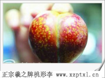 嵊州金庭镇特产——嵊州羲之桃形李3
