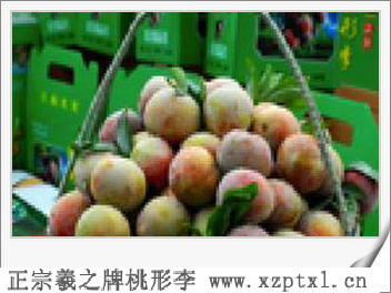 水果中号桃形李多少钱一斤