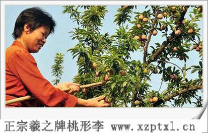 水果中号桃形李多少钱一斤3