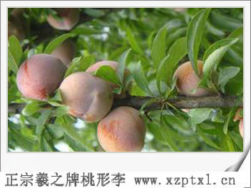 农产品金奖浙江桃形李