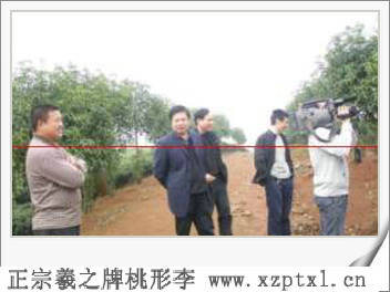农产品金奖浙江桃形李2