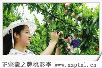 农产品金奖浙江桃形李3
