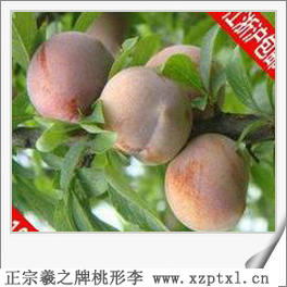 李子——金庭桃形李多少钱一斤