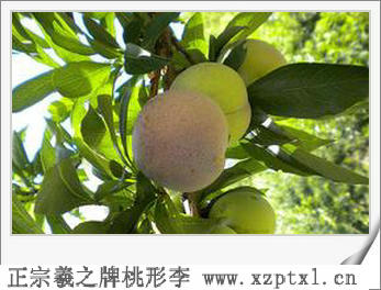 李子——金庭桃形李多少钱一斤1