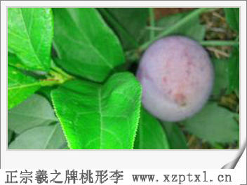 水果_嵊州桃形李9