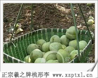 水果金庭羲之桃形李管理方法