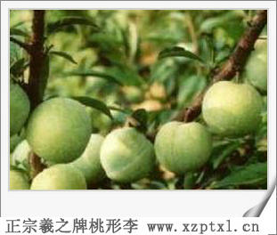 水果金庭羲之桃形李管理方法7