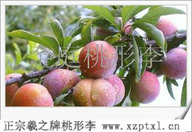 中颗粒桃形李图片