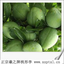 中颗粒桃形李图片8