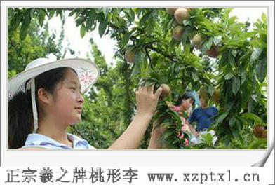 中颗粒桃形李图片6