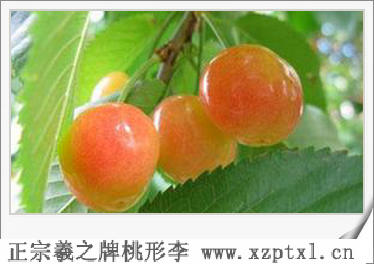 桃形李树叶图片7
