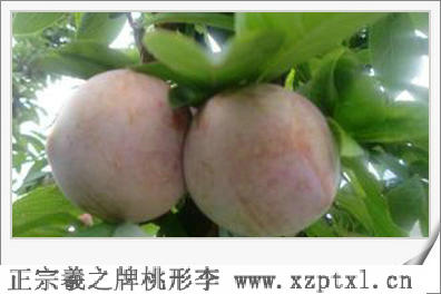 李子——浙江省嵊州桃形李