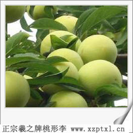李子——浙江省嵊州桃形李3