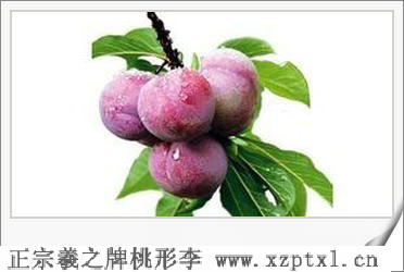 李子——浙江省嵊州桃形李1