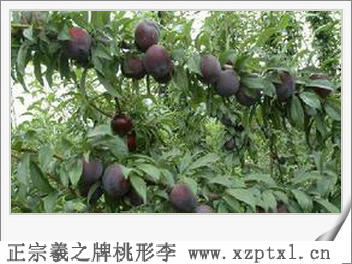 李子——浙江省嵊州桃形李6