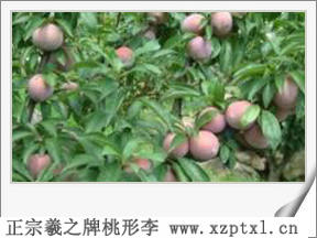 金庭特产——金庭羲之牌桃形李几月可以吃1