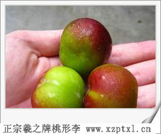 金庭特产——金庭羲之牌桃形李几月可以吃3