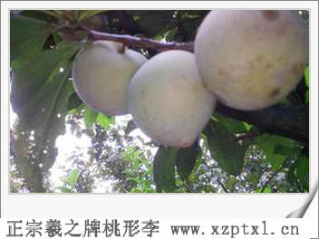 珍稀水果——金庭羲之桃形李产量9