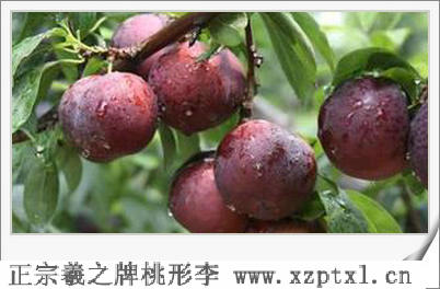 桃形李树的种植方法
