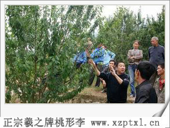 桃形李树的种植方法8