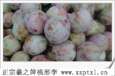 桃形李树的种植方法7