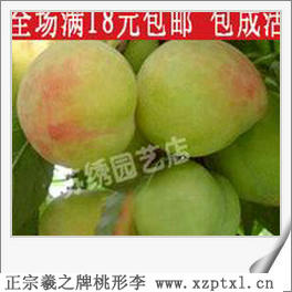 优质水果——济渡村桃形李高产要求9