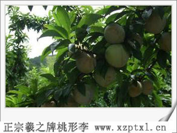 哪里的桃形李更好的