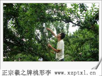 桃形李红中卷发型2