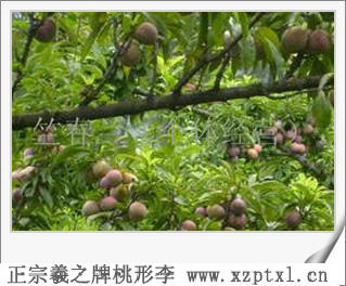 李子大号桃形李的好处5