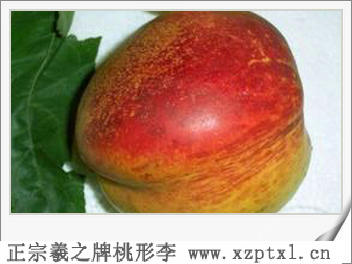 超大颗粒桃形李——水果