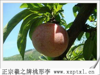 李子高
