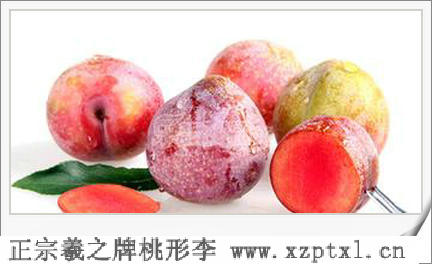 优质水果-金庭桃形李9